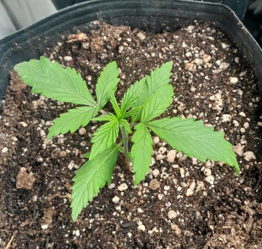 Duas Diesel. Week 1