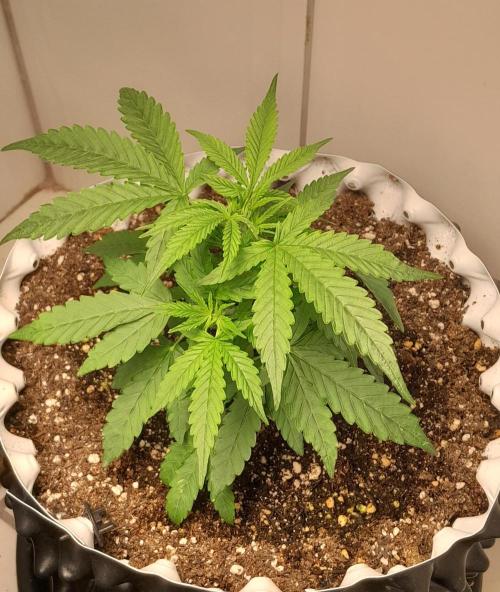 Blueberry. Week 3