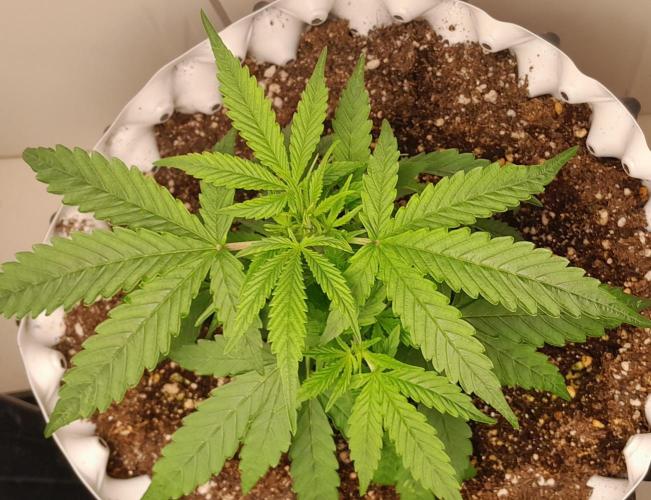 Blueberry. Week 3