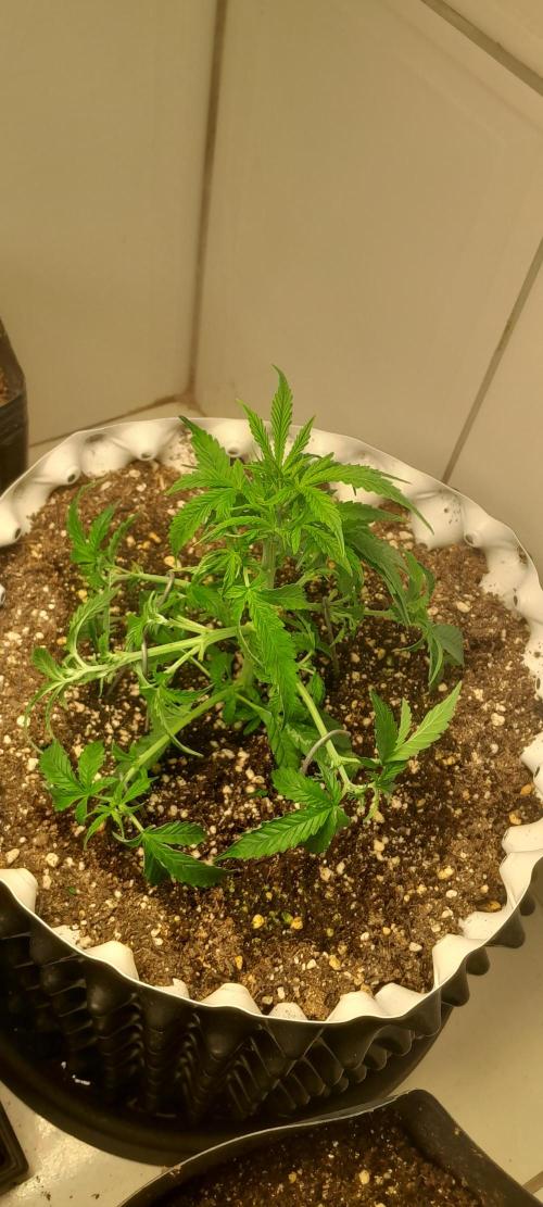 Blueberry. Week 3