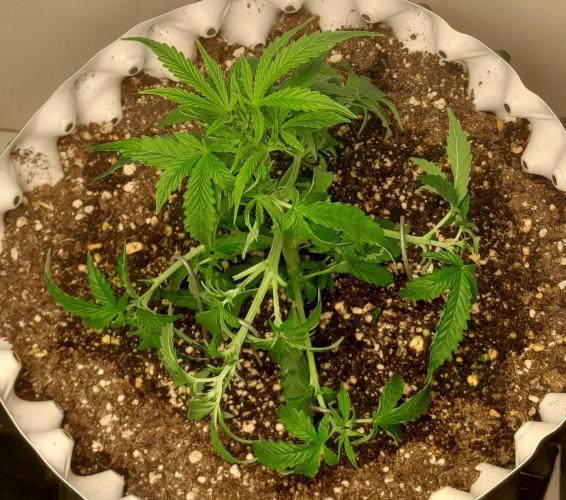 Blueberry. Week 3