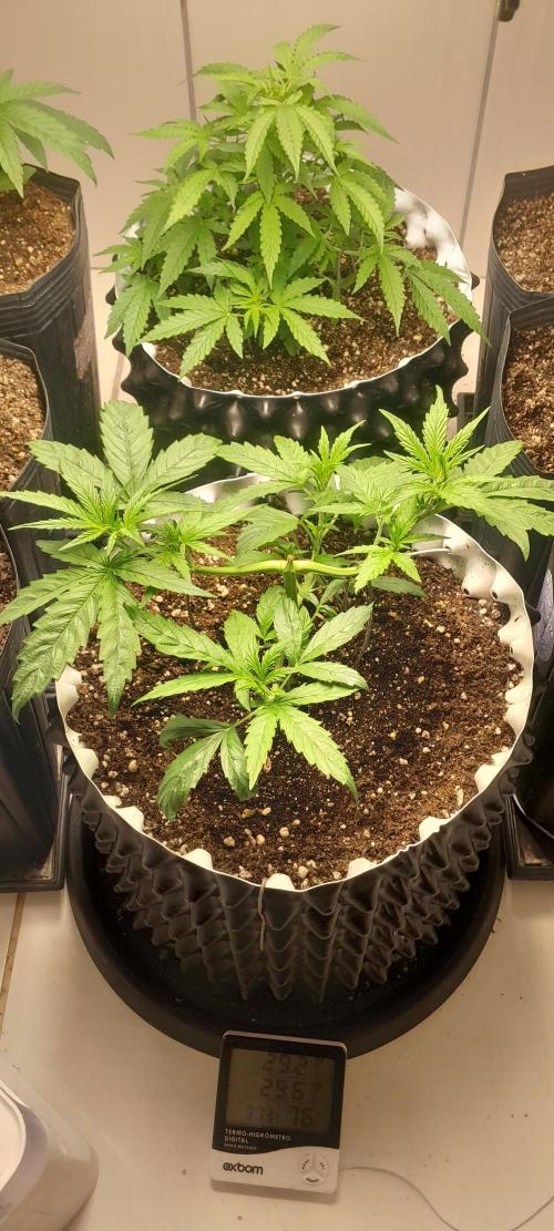 Umas variedade das antigas !. Week 3