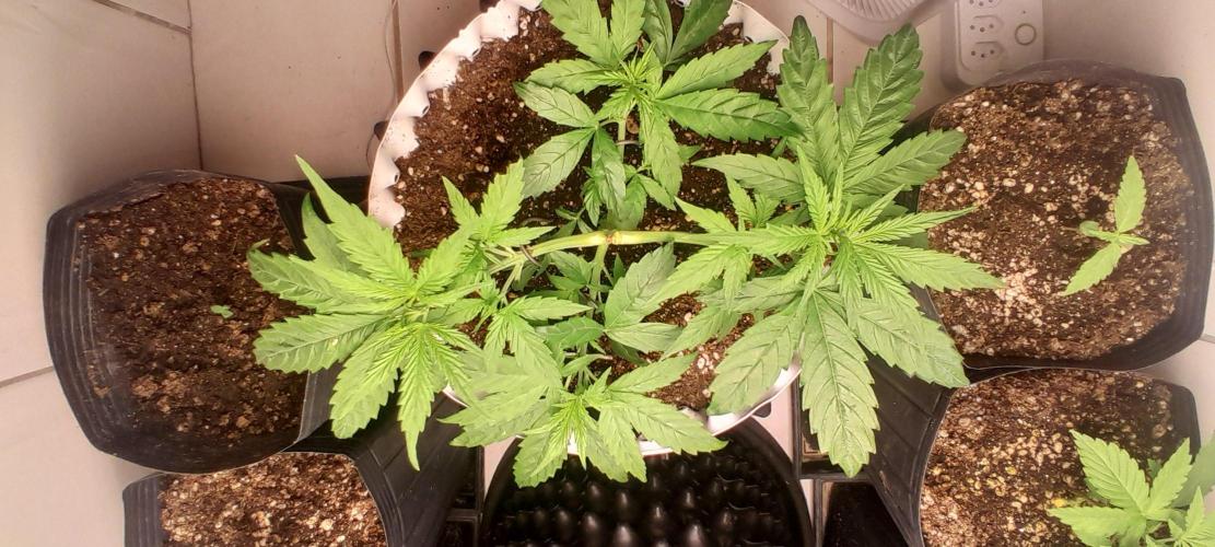 Umas variedade das antigas !. Week 3