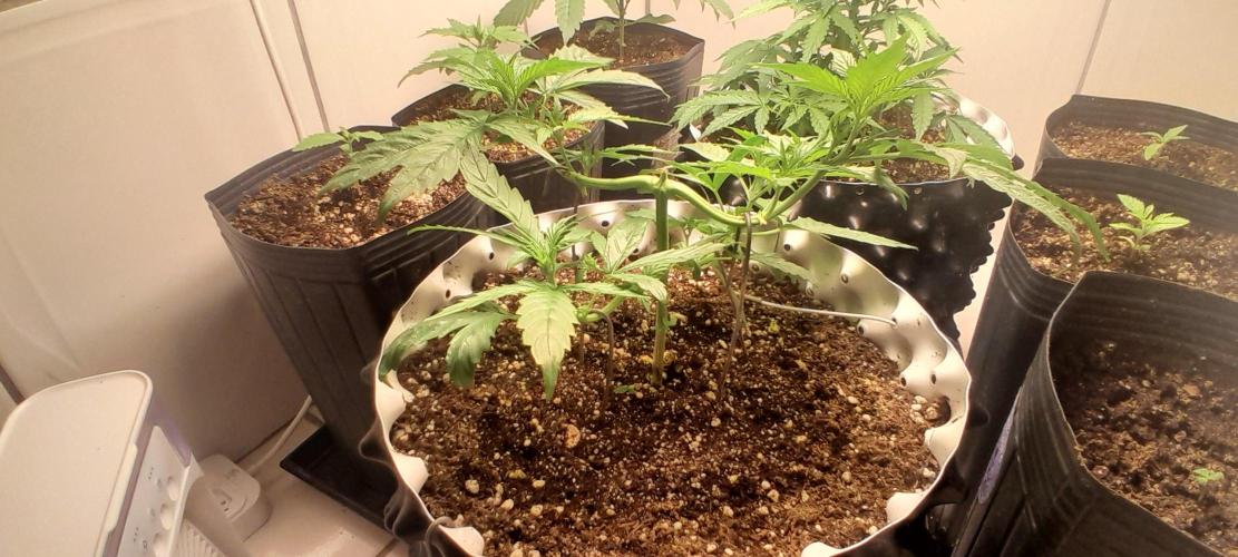 Umas variedade das antigas !. Week 3