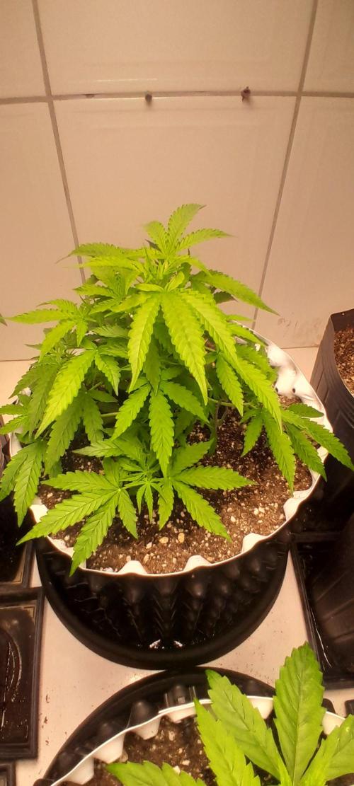 Blueberry. Week 4