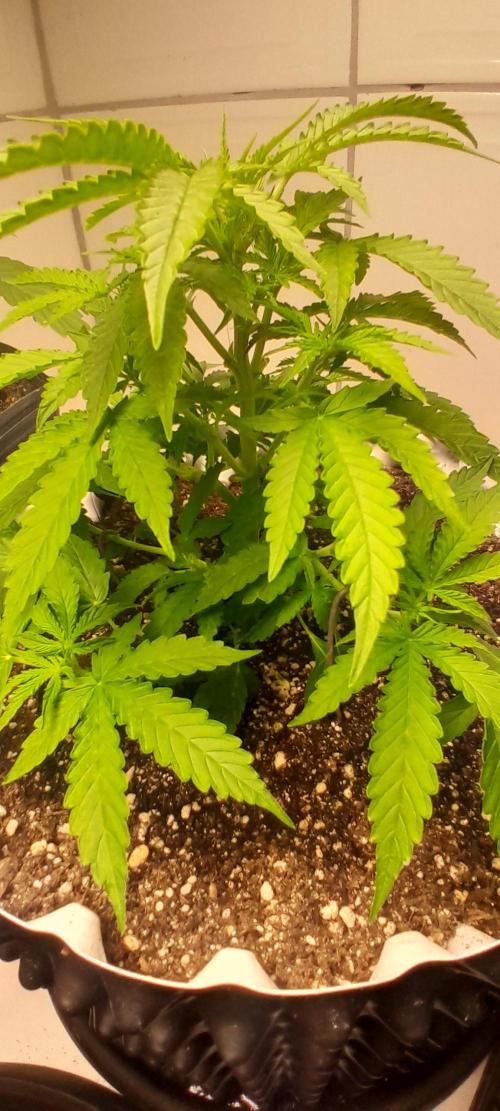 Blueberry. Week 4