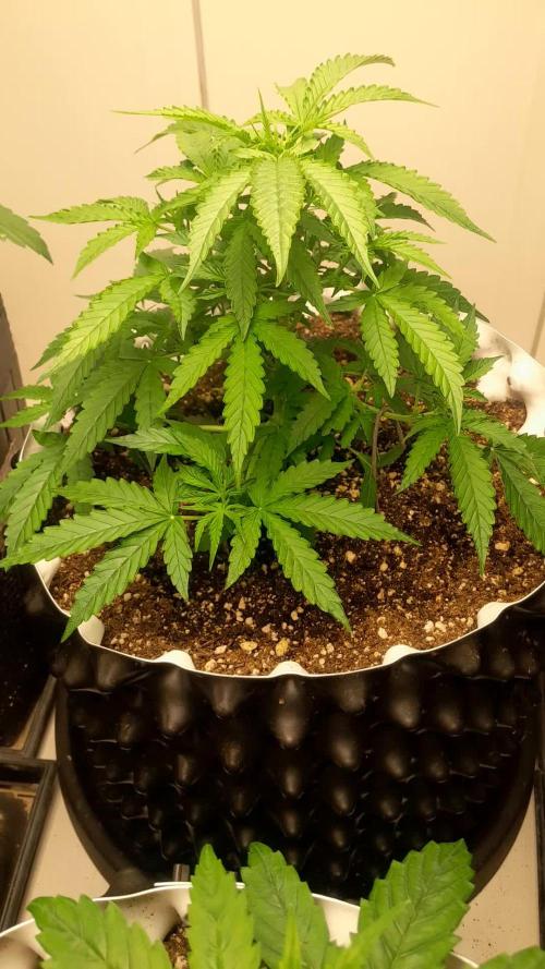 Blueberry
