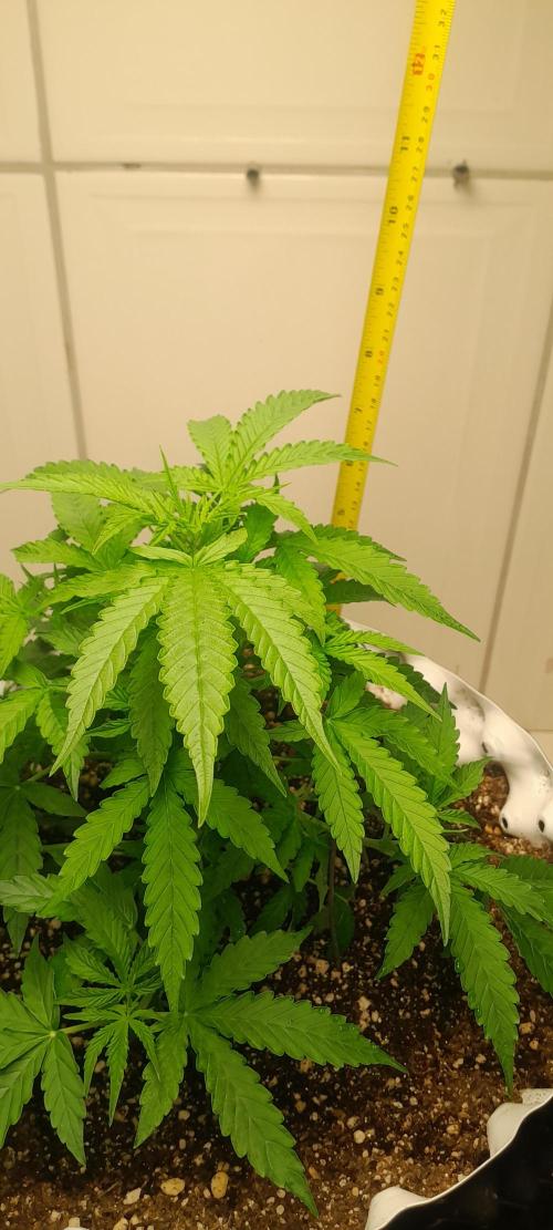 Blueberry. Week 4
