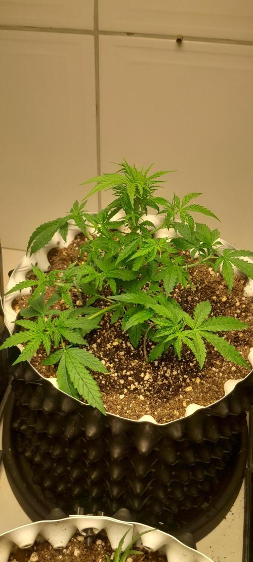 Blueberry. Week 4