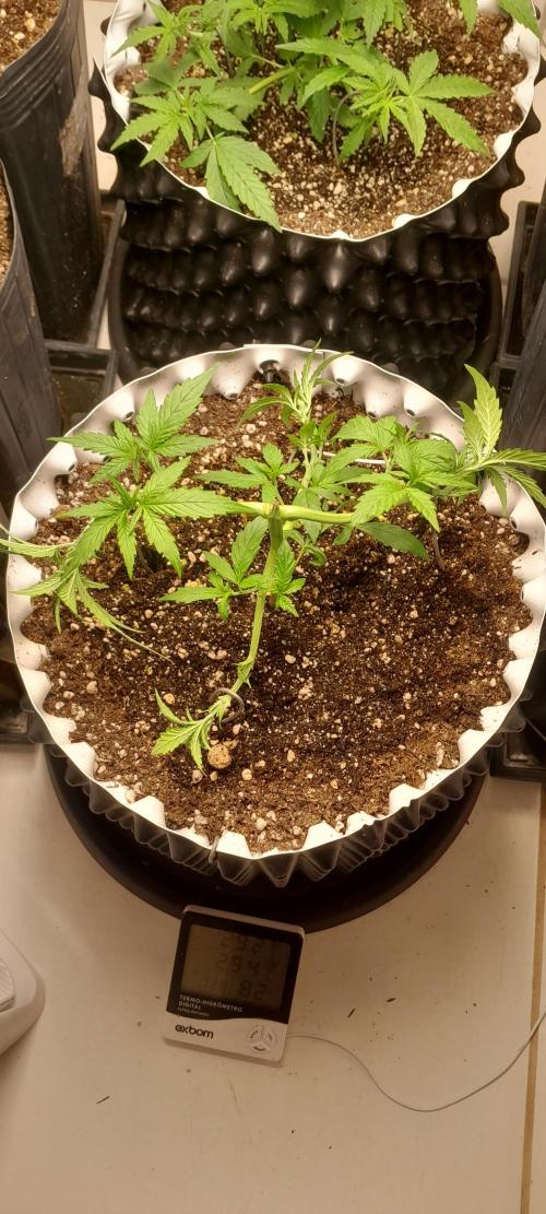 Umas variedade das antigas !. Week 3