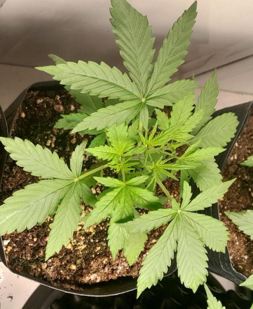 Duas Diesel. Week 2