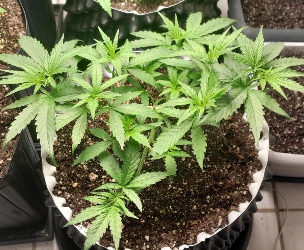 Umas variedade das antigas !. Week 3