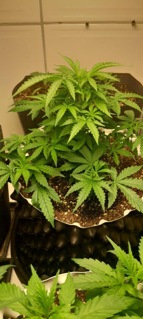 Blueberry. Week 4