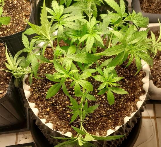 Umas variedade das antigas !. Week 3 - Ajustes no LST e leve desfoliação. 