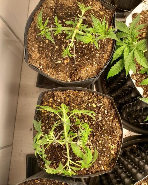 Duas Diesel. Week 2