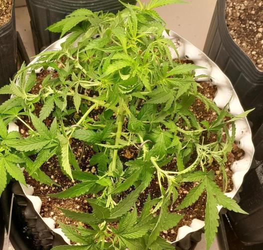 Blueberry. Week 4