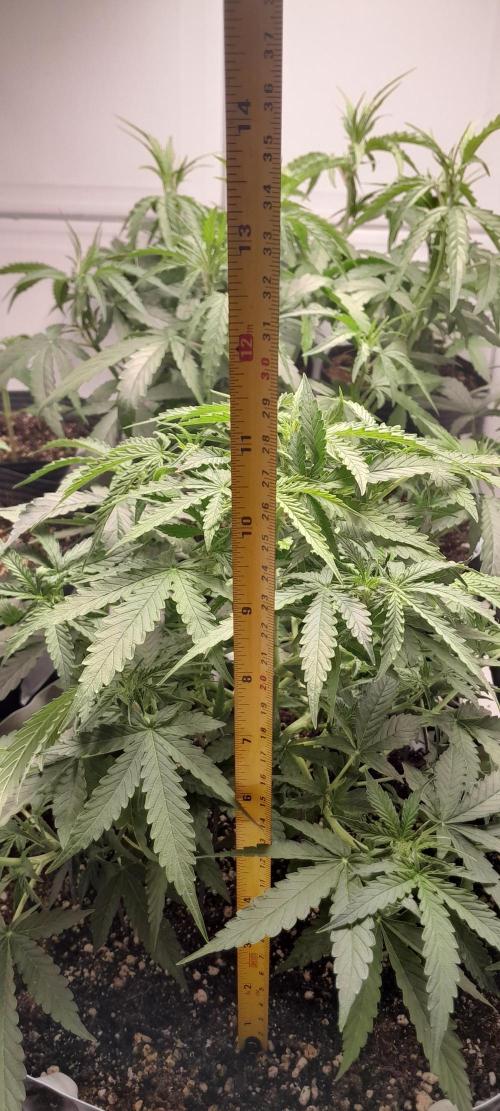 Blueberry. Week 5