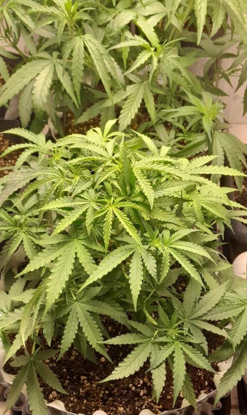 Blueberry. Week 5