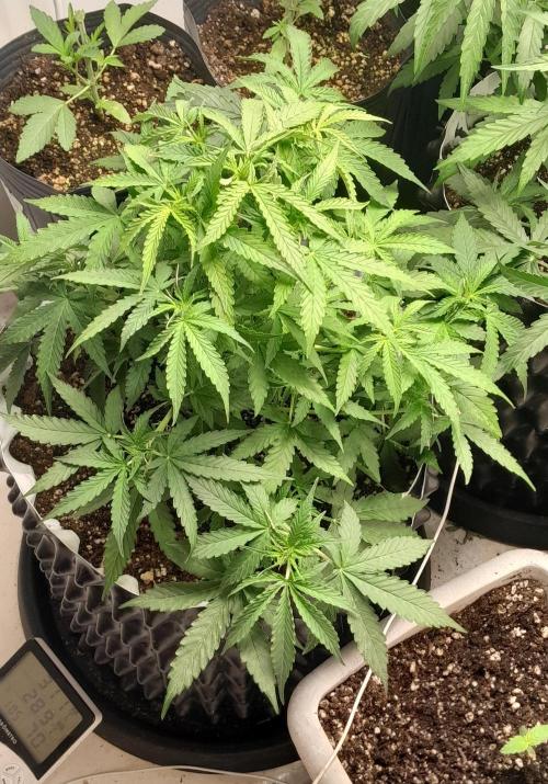 Blueberry. Week 5