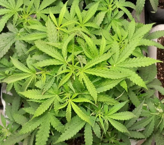 Blueberry. Week 5