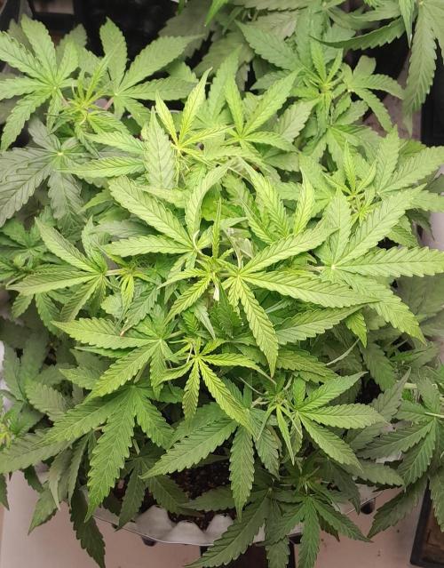 Blueberry. Week 5