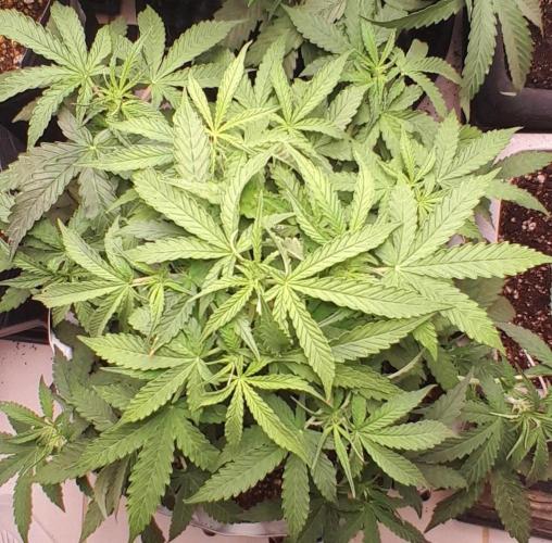 Blueberry. Week 5