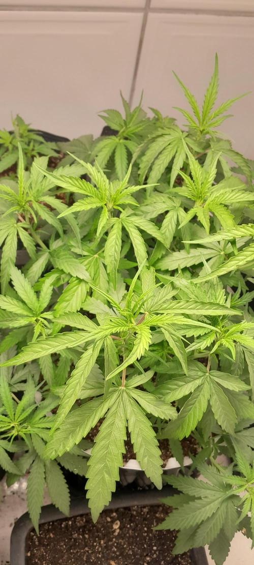 Umas variedade das antigas !. Week 4