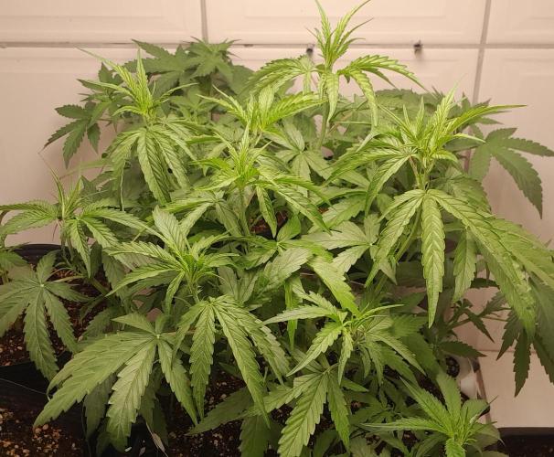 Umas variedade das antigas !. Week 4