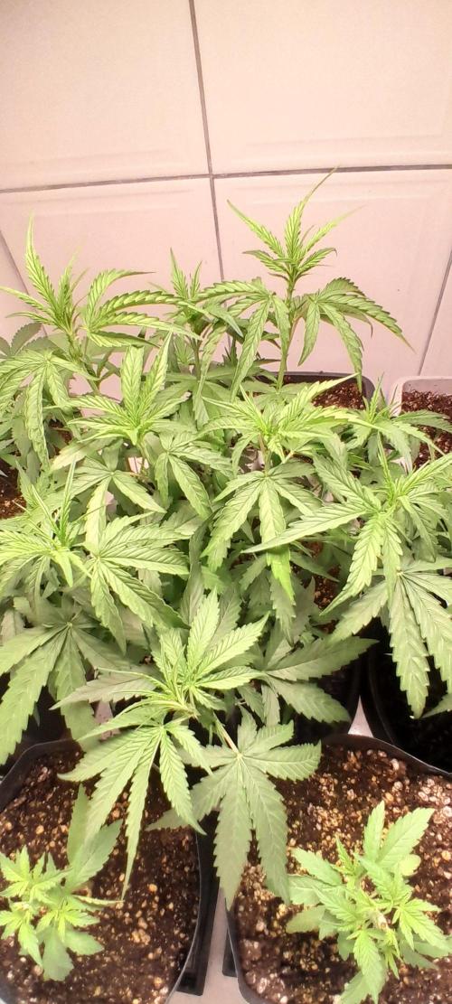 Umas variedade das antigas !. Week 4