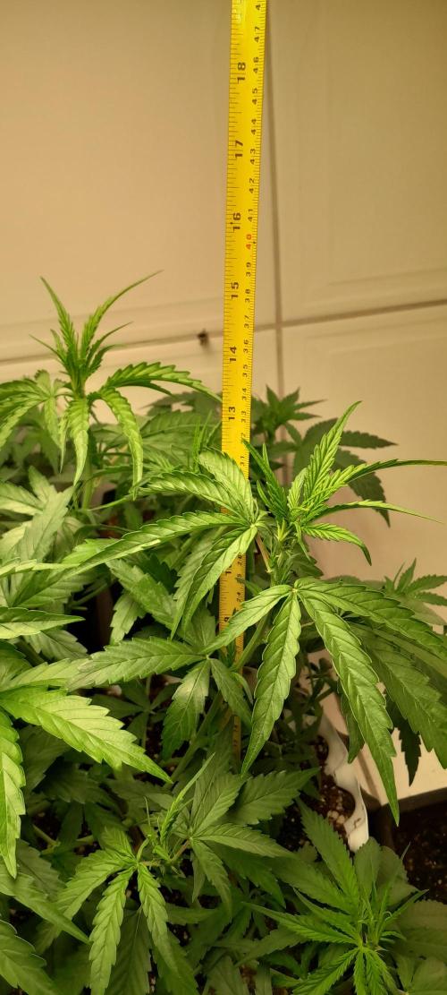 Umas variedade das antigas !. Week 4