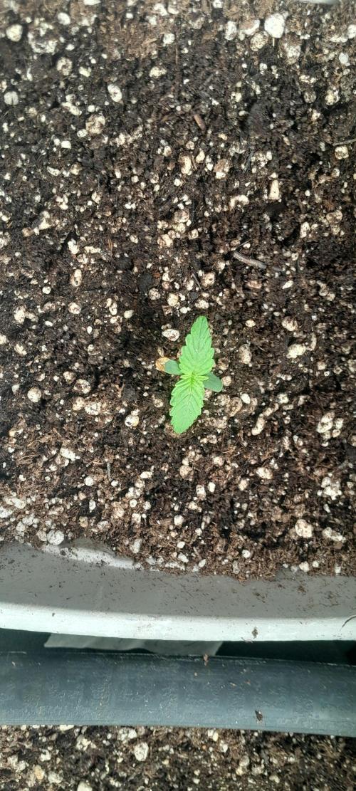 Milgrows Critical Auto. Week 0