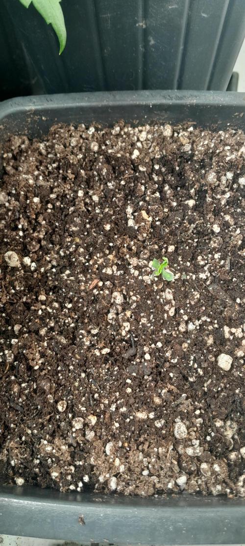 Milgrows Critical Auto. Week 0