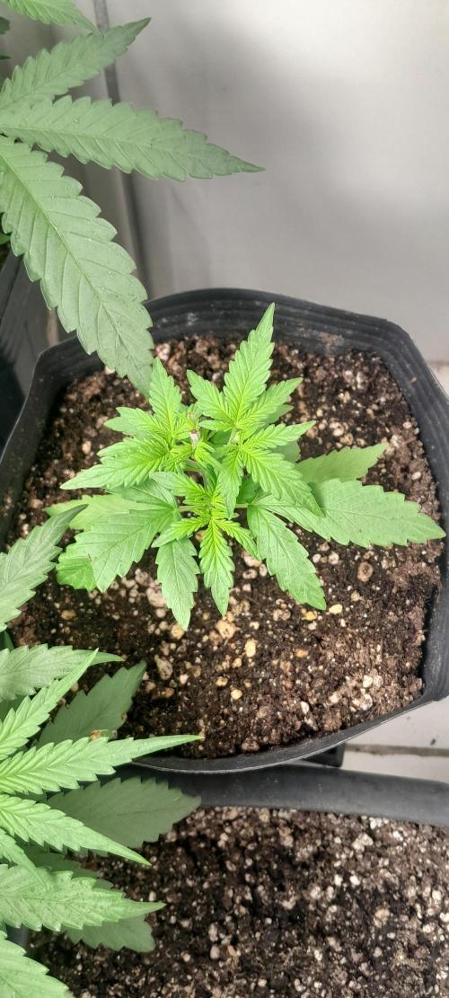 Duas Diesel. Week 3