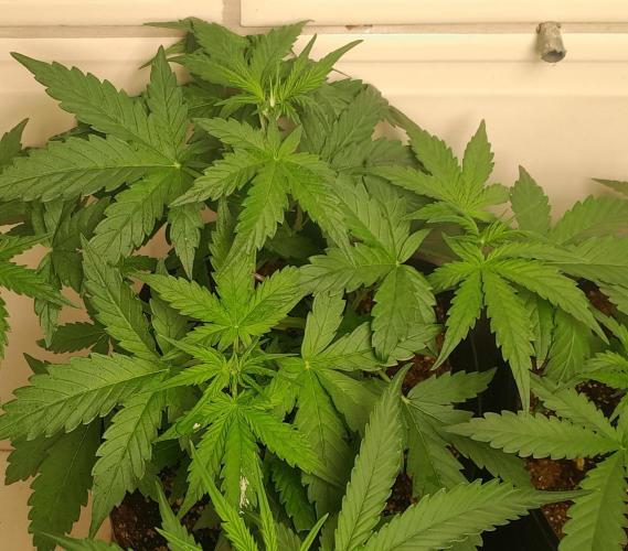 Duas Diesel. Week 3