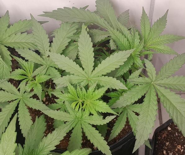 Duas Diesel. Week 3