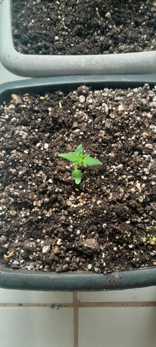 Milgrows Critical Auto. Week 1