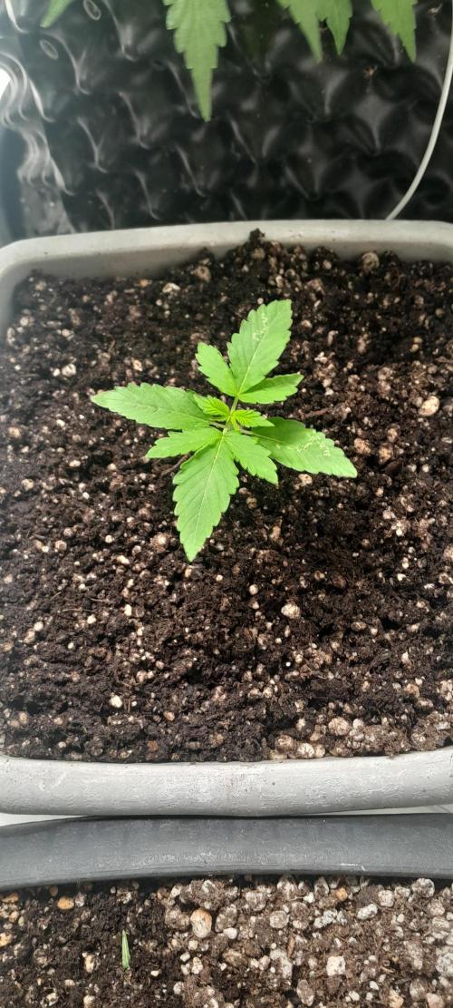 Milgrows Critical Auto. Week 1