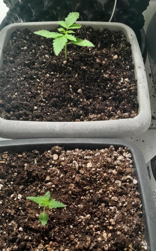 Milgrows Critical Auto. Week 1