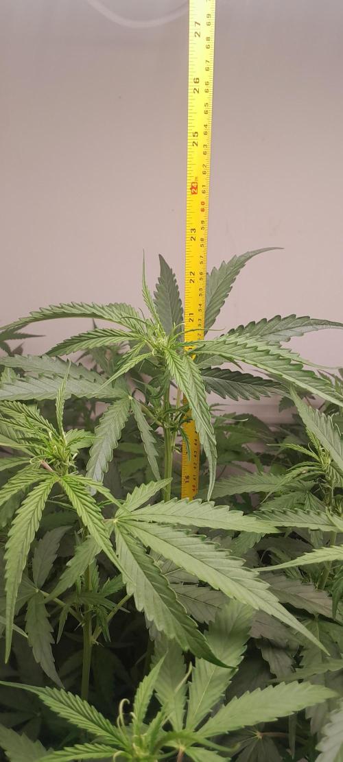 Umas variedade das antigas !. Week 5