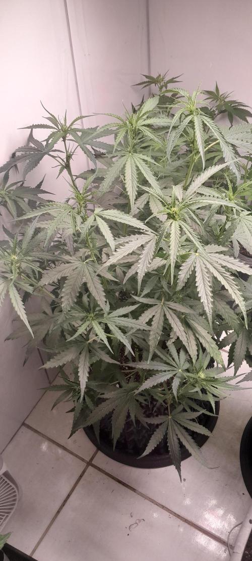 Umas variedade das antigas !. Week 5