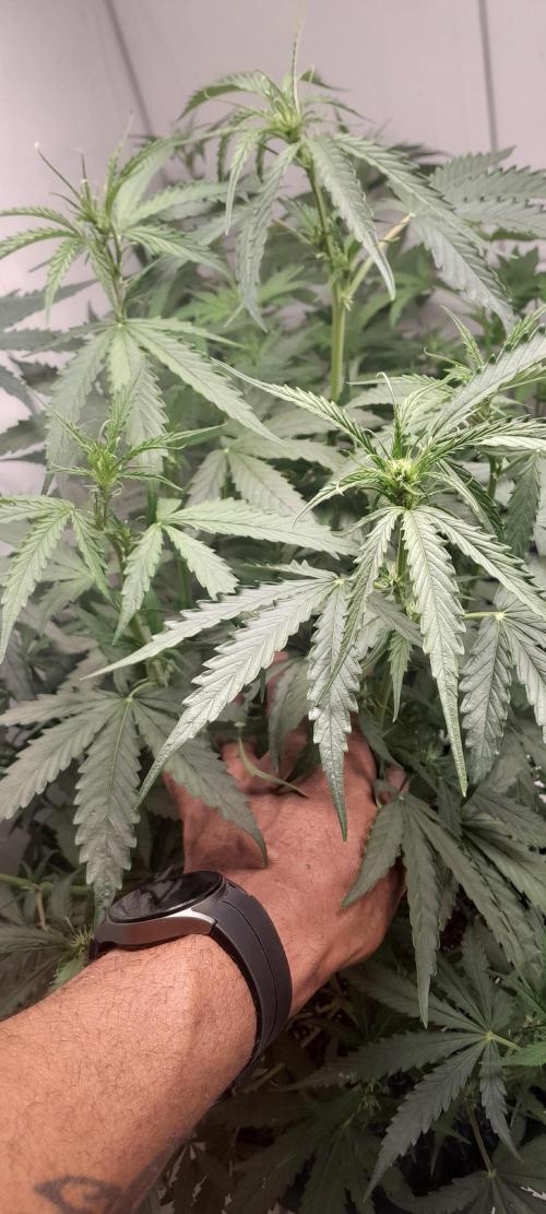 Umas variedade das antigas !. Week 5