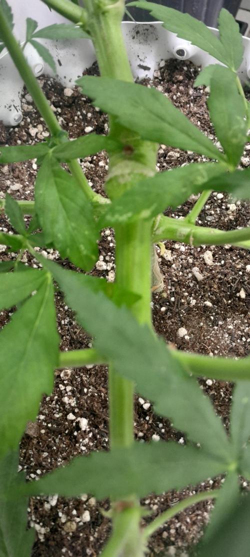 Umas variedade das antigas !. Week 5
