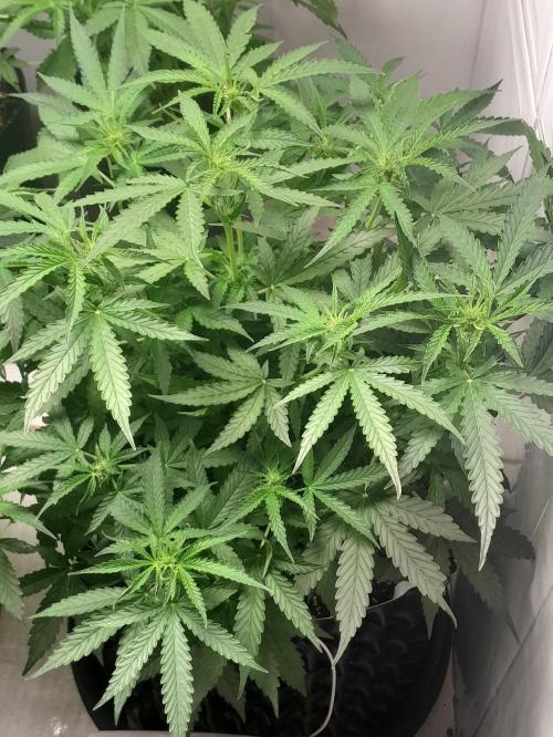 Blueberry. Week 6