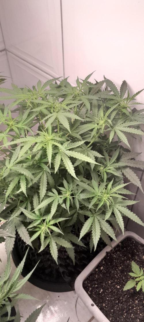 Blueberry. Week 6