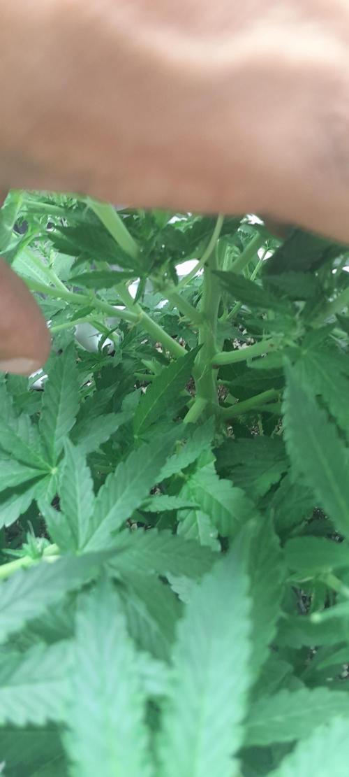 Blueberry. Week 6