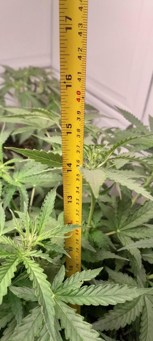 Blueberry. Week 6