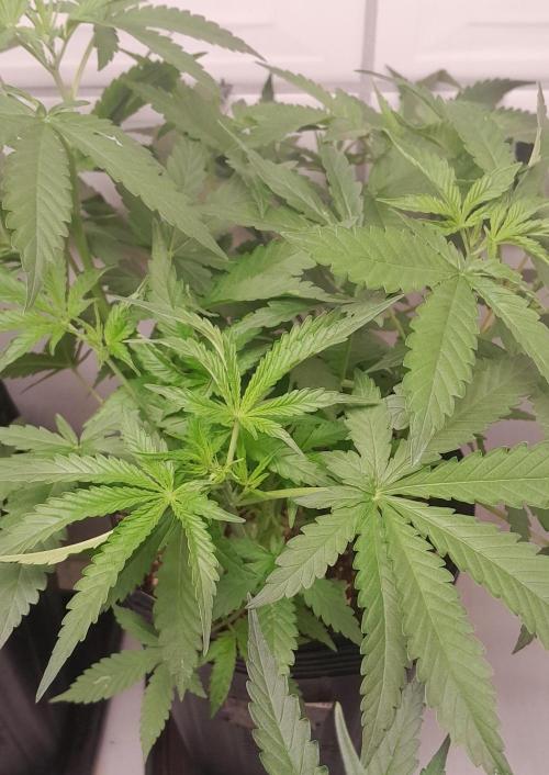 Duas Diesel. Week 4