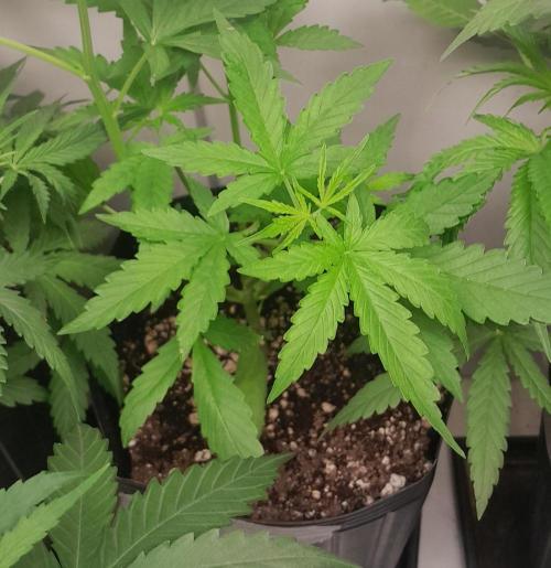 Duas Diesel. Week 4