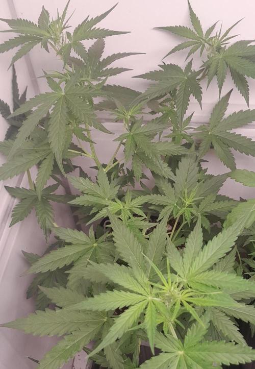 Duas Diesel. Week 4