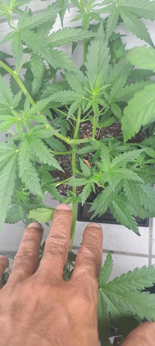 Duas Diesel. Week 4
